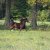 Welsh Cob Babe